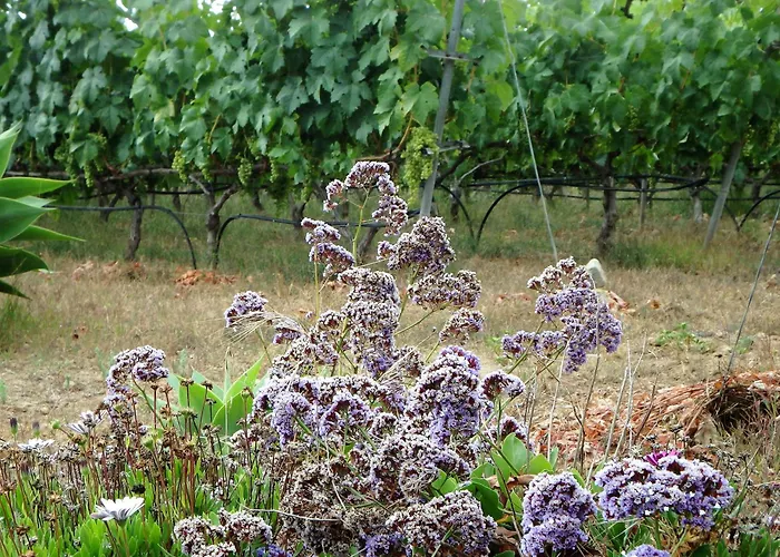 El Lagar * イコー・デ・ロス・ビノス